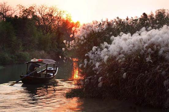 说明: 西溪芦花1